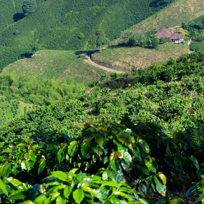 Cafetales en Fusagasug&aacute; (Cundinamarca, Colombia), origen del caf&eacute; de especialidad de BUST.