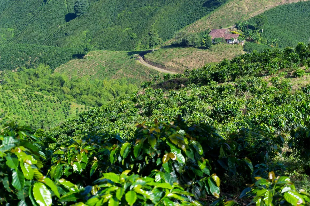 Cafetales en Fusagasug&aacute; (Cundinamarca, Colombia), origen del caf&eacute; de especialidad de BUST.