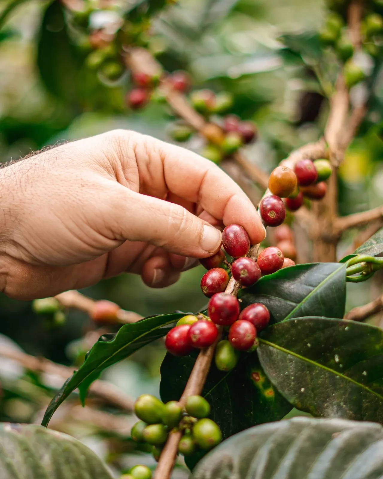 BUST Caf&eacute; de Especialidad de Colombia: Origen, Proceso y Producto