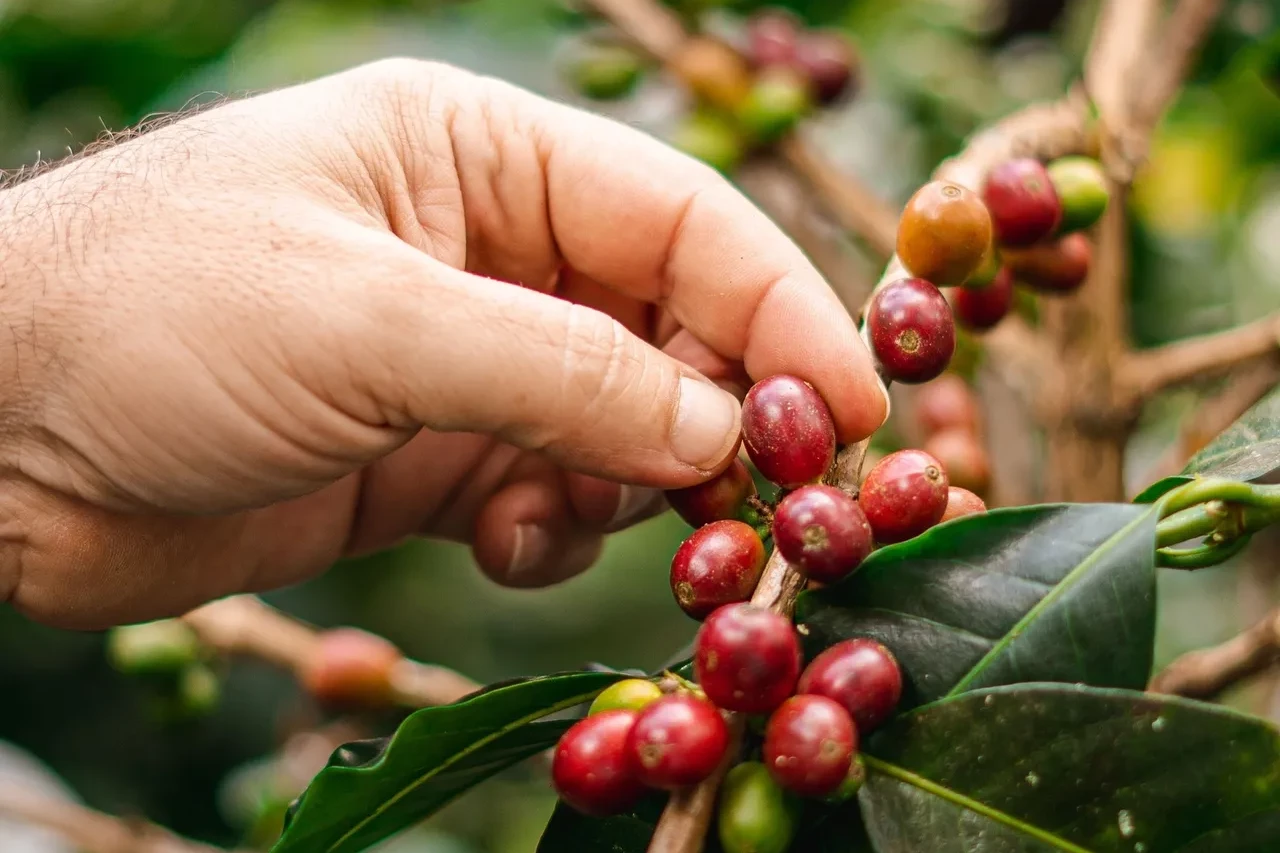 BUST Caf&eacute; de Especialidad de Colombia: Origen, Proceso y Producto