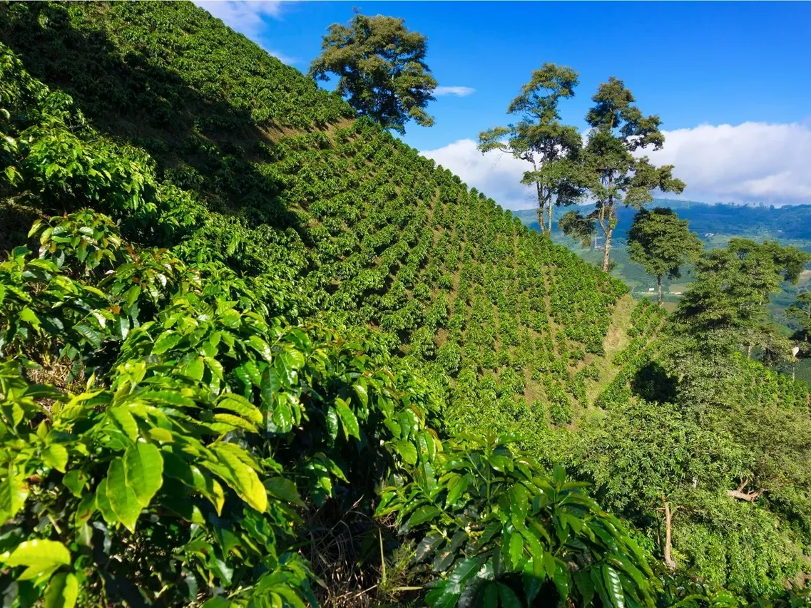 Caf&eacute; de Especialidad de Colombia: Origen, Proceso y Producto