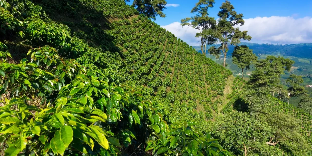 Caf&eacute; de Especialidad de Colombia: Origen, Proceso y Producto