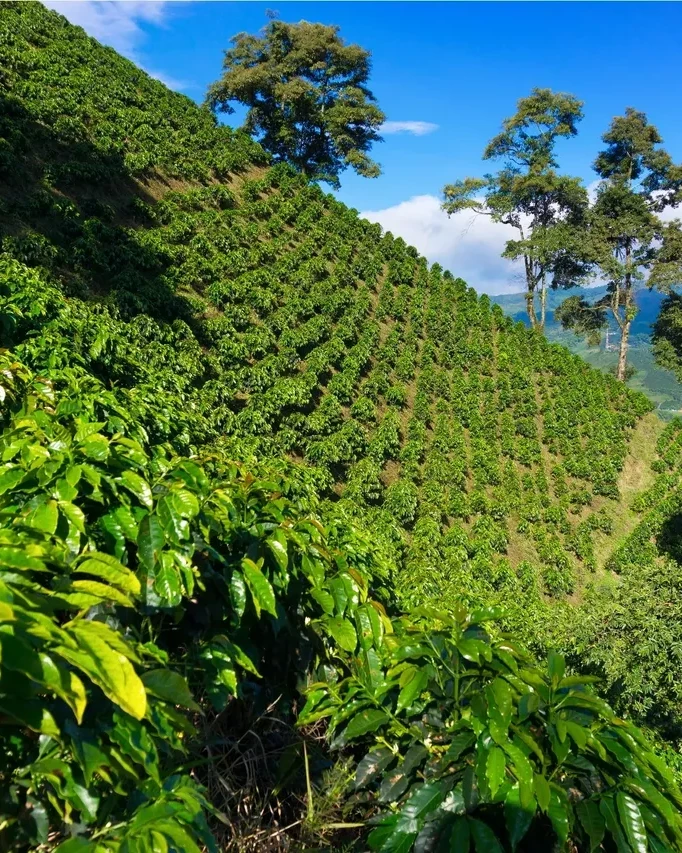 Caf&eacute; de Especialidad de Colombia: Origen, Proceso y Producto