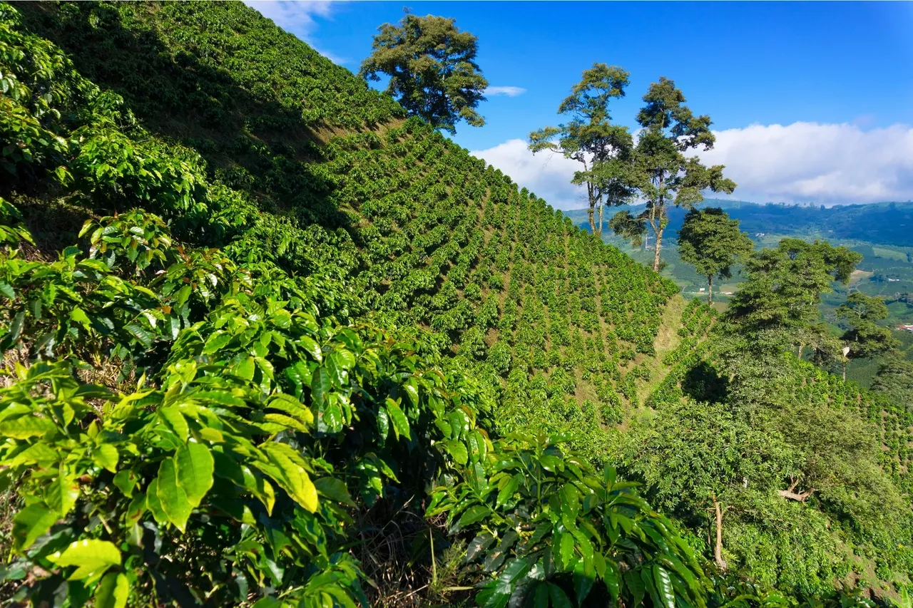 Caf&eacute; de Especialidad de Colombia: Origen, Proceso y Producto