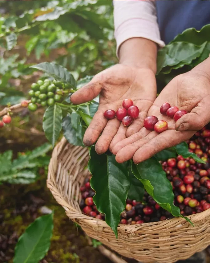 BUST Café de Especialidad de Colombia: Origen, Proceso y Producto