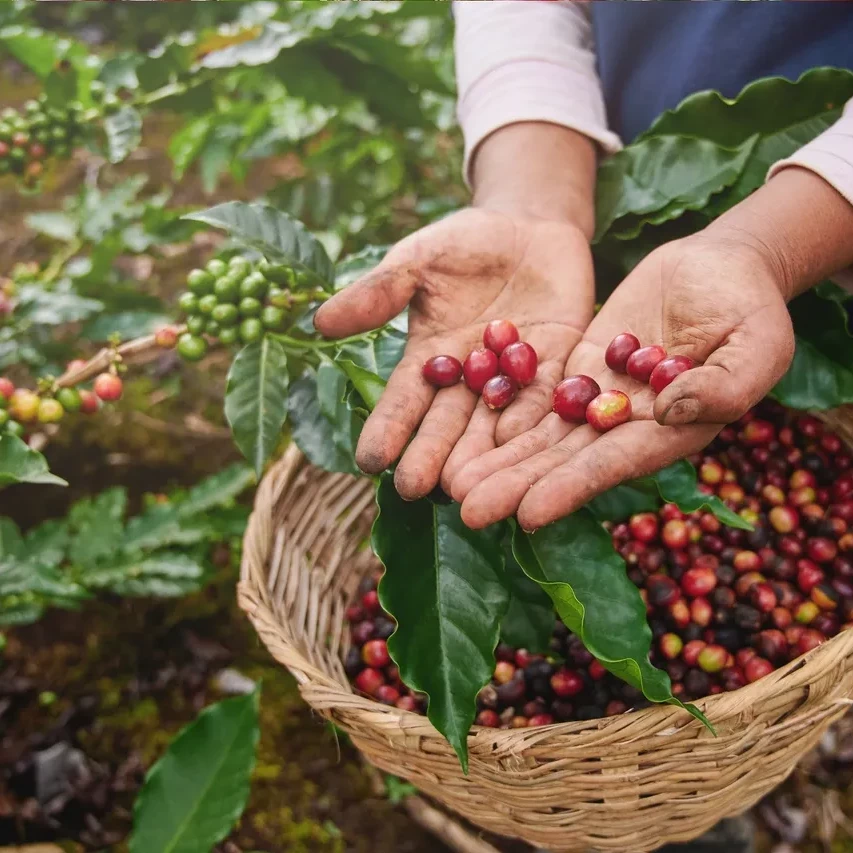 BUST Café de Especialidad de Colombia: Origen, Proceso y Producto