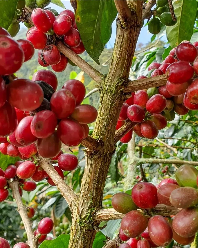 BUST Café de Especialidad de Colombia: Origen, Proceso y Producto
