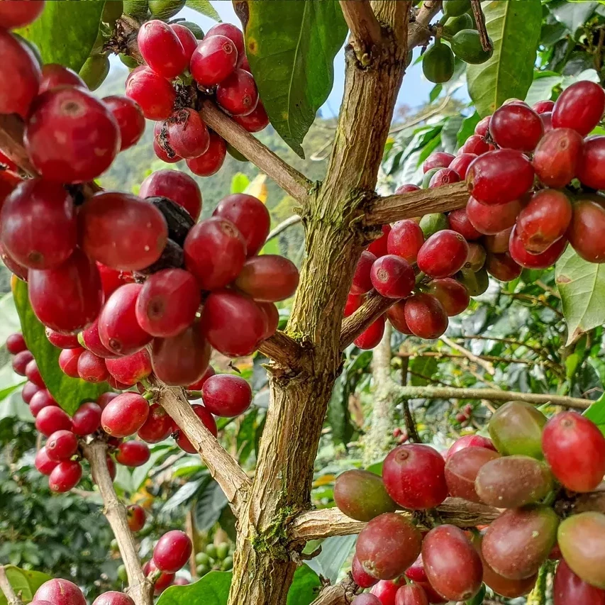BUST Café de Especialidad de Colombia: Origen, Proceso y Producto