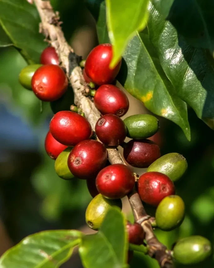 BUST Café de Especialidad de Colombia: Origen, Proceso y Producto
