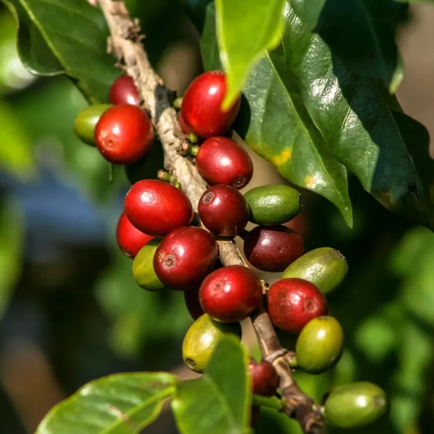 BUST Café de Especialidad de Colombia: Origen, Proceso y Producto