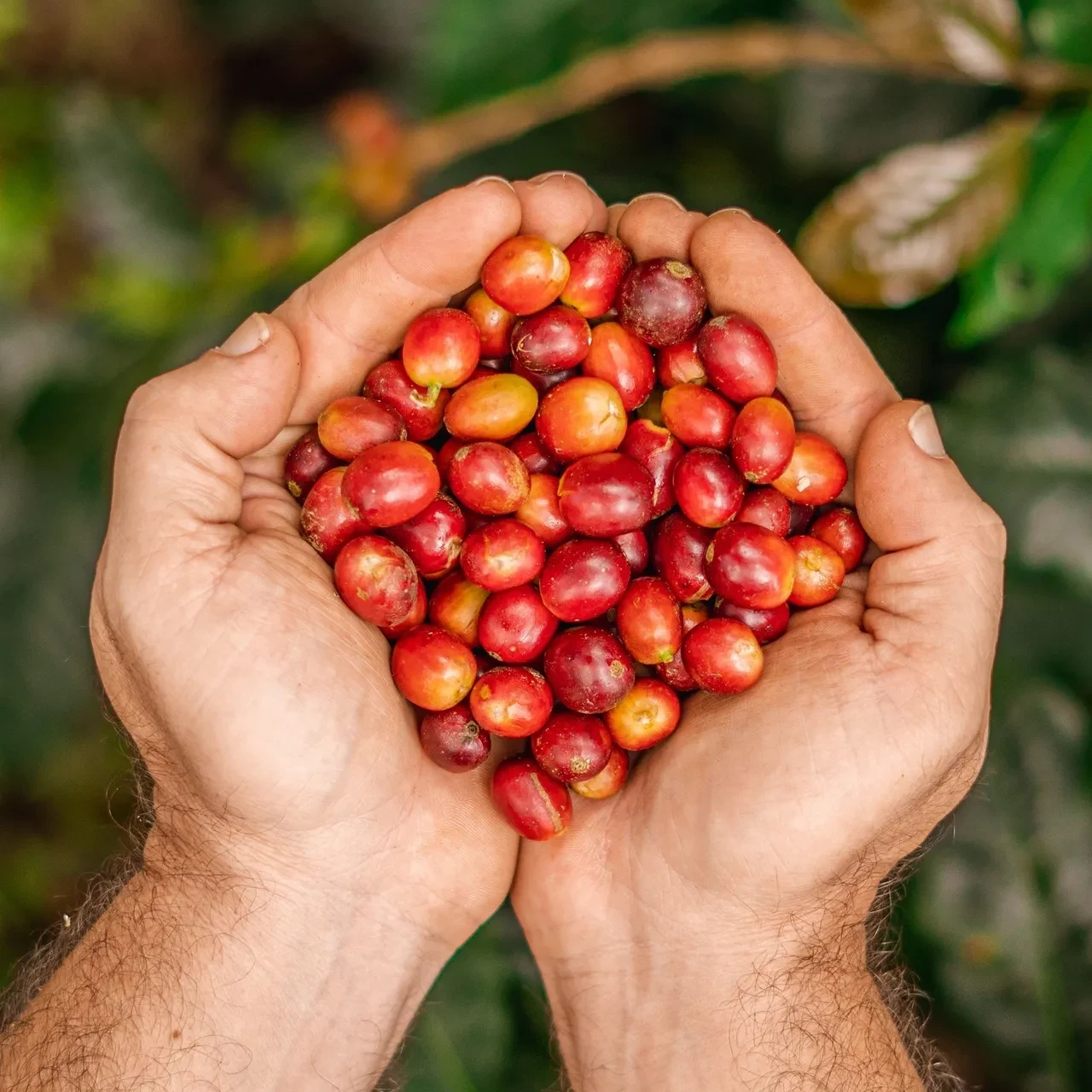 BUST Café de Especialidad de Colombia: Origen, Proceso y Producto