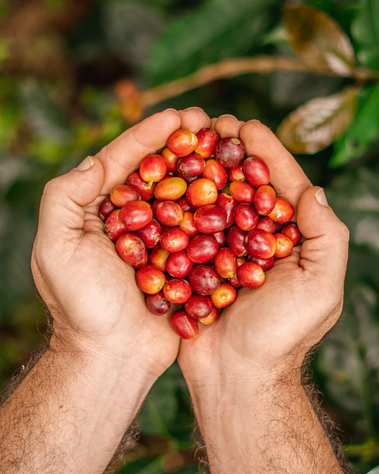BUST Café de Especialidad de Colombia: Origen, Proceso y Producto